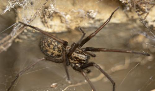 Réf. 359 902 : Eratigena sp.